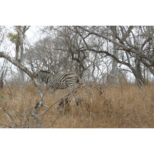 Picture South Africa Kruger National Park 2008-09 43 - Road Map Kruger National Park