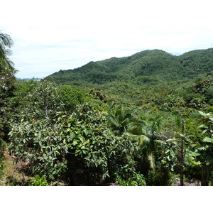 Picture Seychelles Vallee de Mai 2011-10 81 - Discover Vallee de Mai