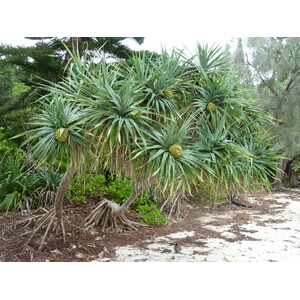 Picture New Caledonia Ile des pins Kuto Beach 2010-05 21 - View Kuto Beach