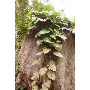 Picture Seychelles La Digue 2011-10 180 - Photos La Digue