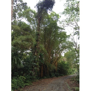 Picture Costa Rica Cahuita 2015-03 81 - Sightseeing Cahuita