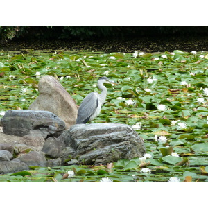 Picture Japan Kyoto Shosei en Garden 2010-06 40 - Photographers Shosei en Garden