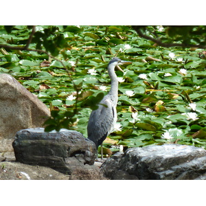 Picture Japan Kyoto Shosei en Garden 2010-06 39 - Pictures Shosei en Garden