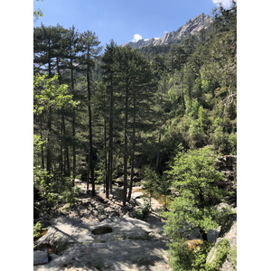 Picture France Corsica Aitone Forest 2021-06 15 - Discover Aitone Forest