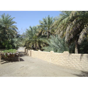 Picture United Arab Emirates Al Ain Al Ain Oasis 2005-03 25 - Picture Al Ain Oasis