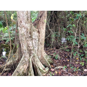 Picture Costa Rica Cahuita 2015-03 268 - Perspective Cahuita