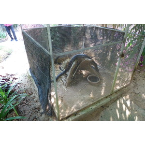 Picture Thailand Chiang Mai Mae Sa Snake Farm 2010-12 48 - Tourist Places Mae Sa Snake Farm