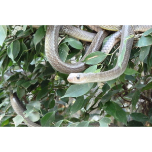 Picture Thailand Chiang Mai Mae Sa Snake Farm 2010-12 61 - Sight Mae Sa Snake Farm