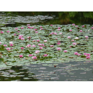 Picture Japan Kyoto Ryoanji Temple 2010-06 73 - Sight Ryoanji Temple