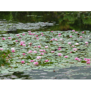 Picture Japan Kyoto Ryoanji Temple 2010-06 81 - Travel Ryoanji Temple