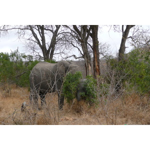 Picture South Africa Kruger National Park 2008-09 109 - Sightseeing Kruger National Park