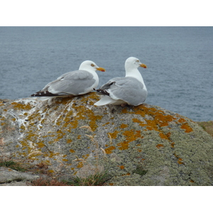 Picture France Ile d'yeu 2009-07 0 - Picture Ile d'yeu