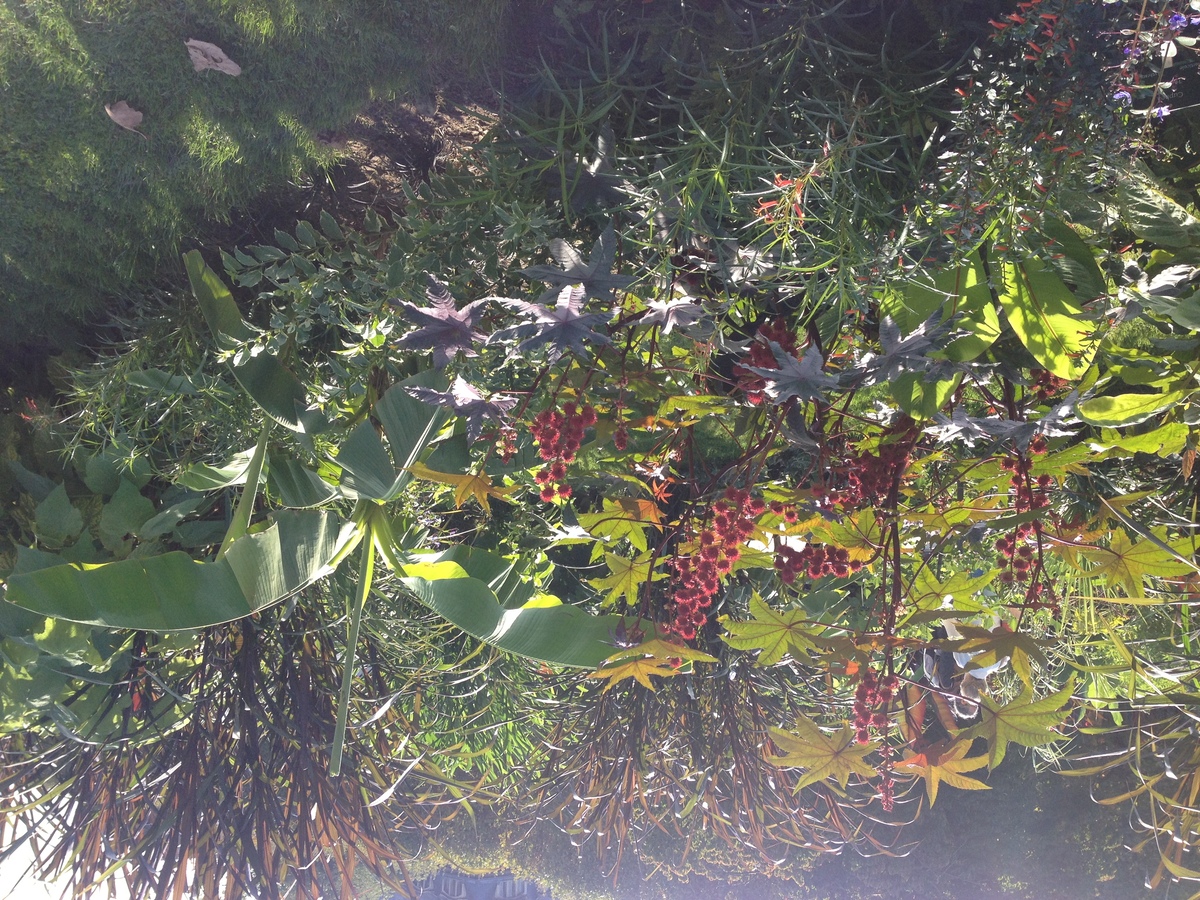 Picture France Paris Jardin des Plantes 2014-09 2 - Rain Season Jardin des Plantes