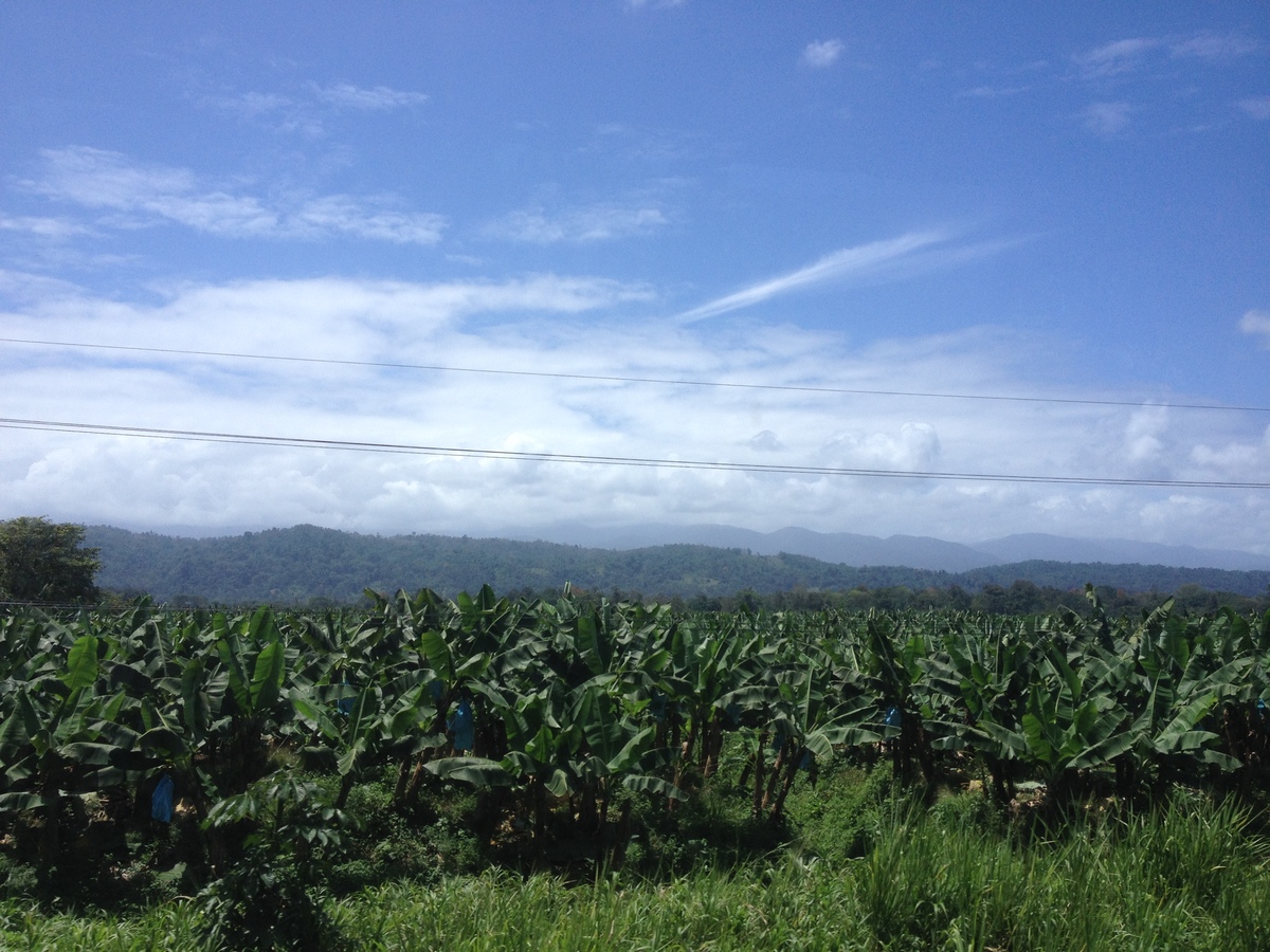 Picture Costa Rica Limon to Siquirres 2015-03 35 - Spring Limon to Siquirres