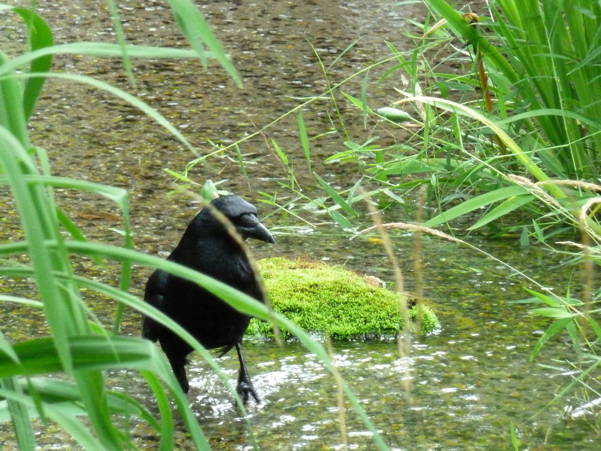 Picture Japan Kyoto Shosei en Garden 2010-06 8 - To see Shosei en Garden