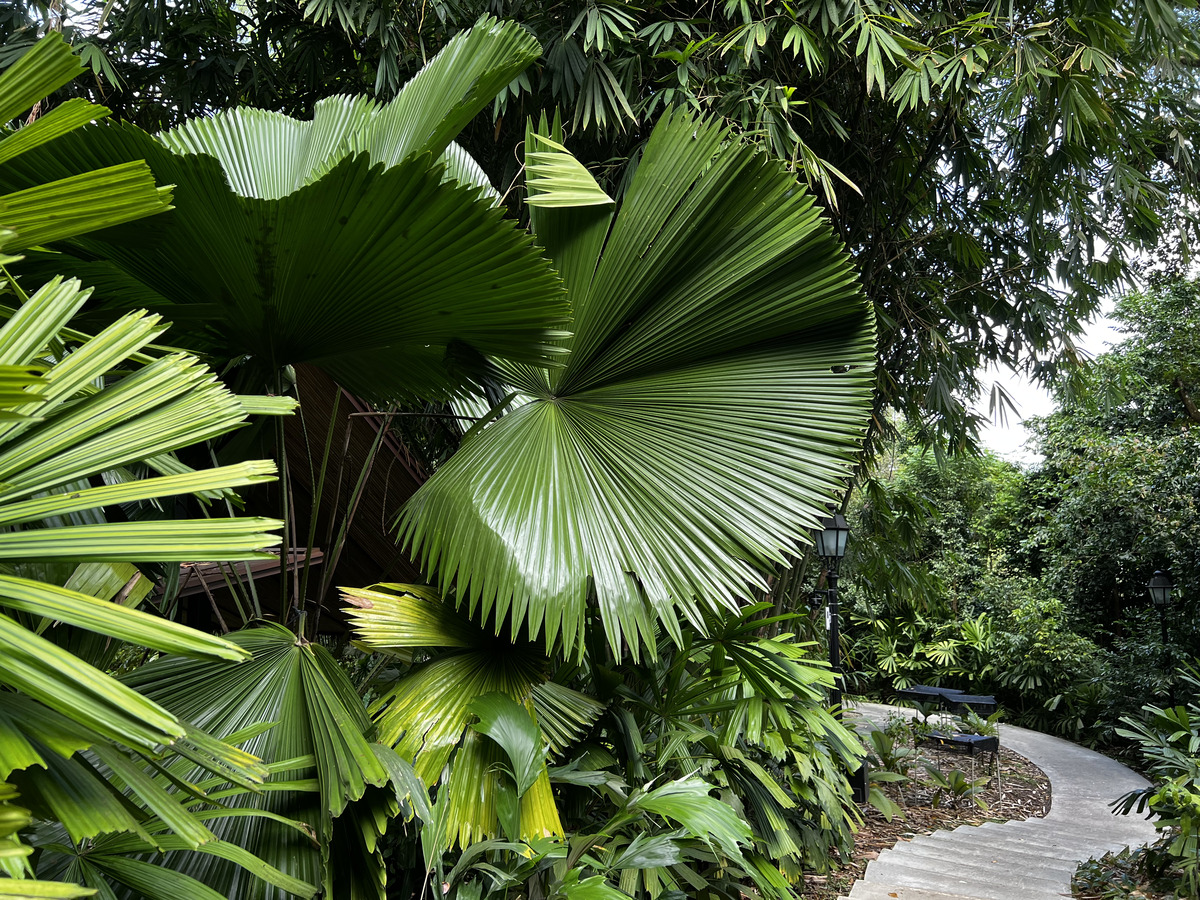 Picture Singapore Singapore Botanic Gardens 2023-01 21 - Resorts Singapore Botanic Gardens