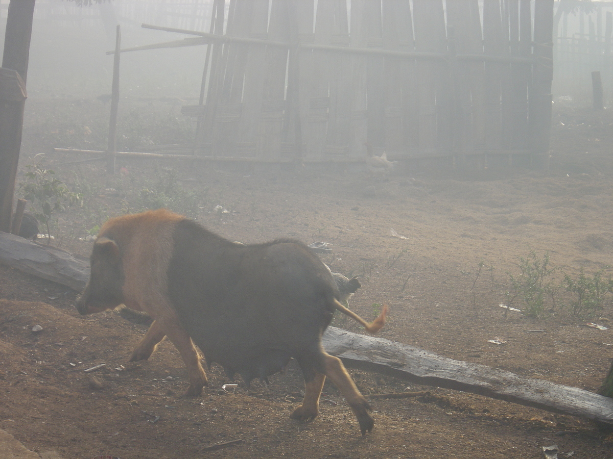 Picture Thailand Pang ma pha 2005-12 179 - Hot Season Pang ma pha