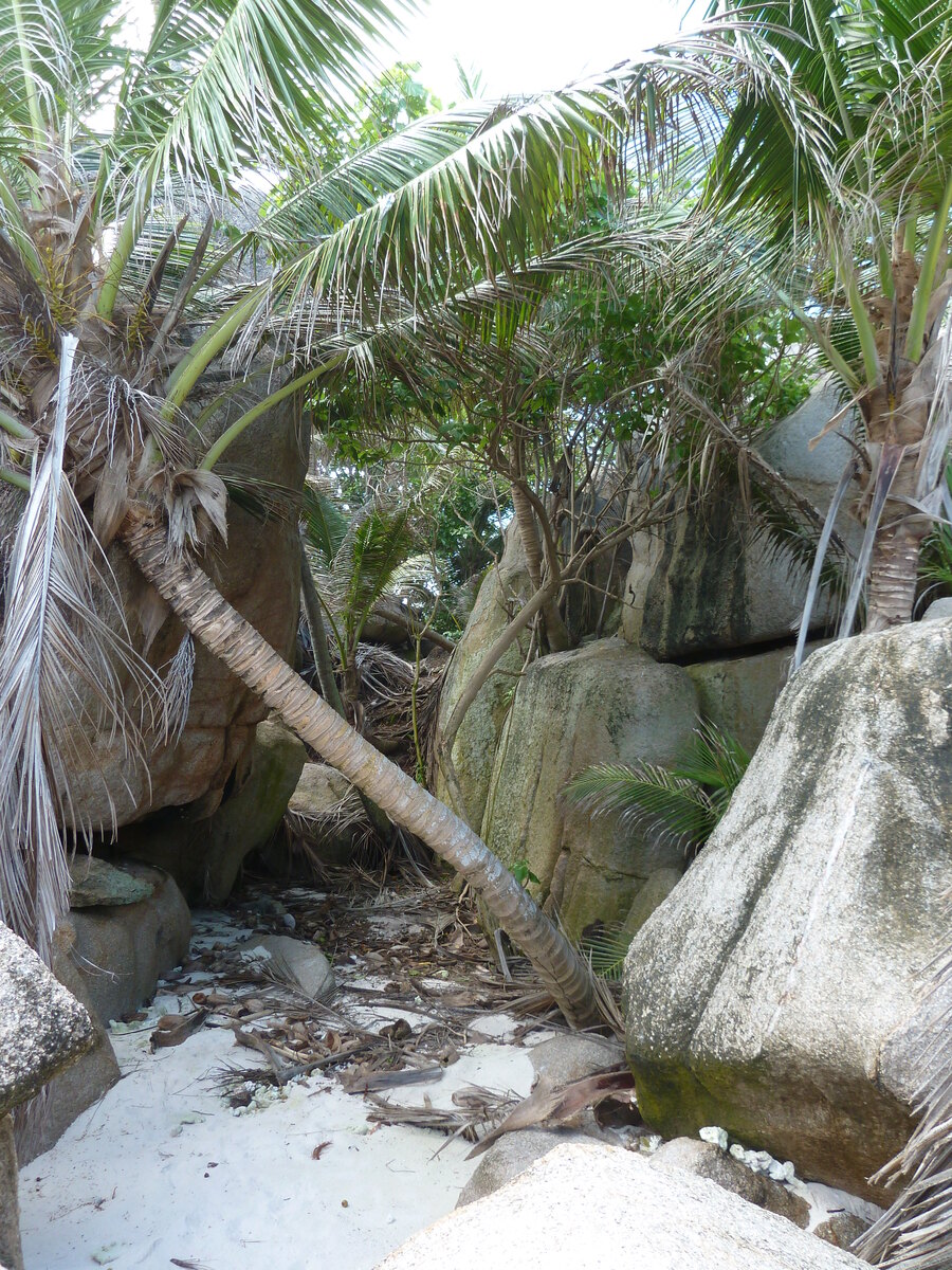 Picture Seychelles Coco Island 2011-10 17 - City View Coco Island