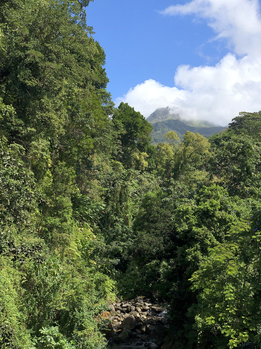 Picture Guadeloupe La Grande Soufriere 2021-02 21 - Hot Season La Grande Soufriere