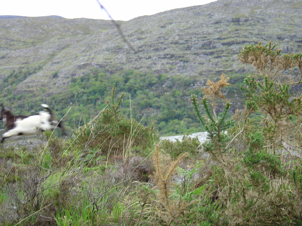 Picture Ireland Kerry Killarney National Park 2004-05 36 - Lands Killarney National Park