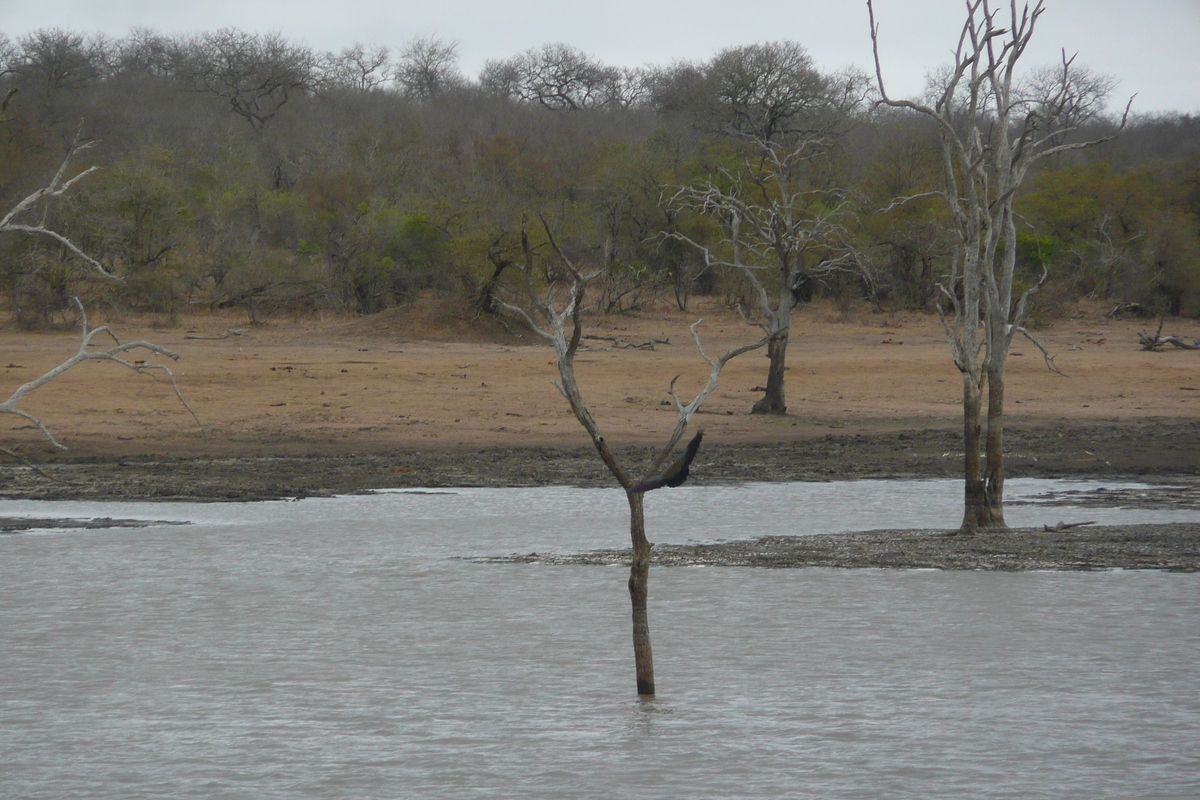 Picture South Africa Kruger National Park Mpondo 2008-09 31 - Rain Season Mpondo