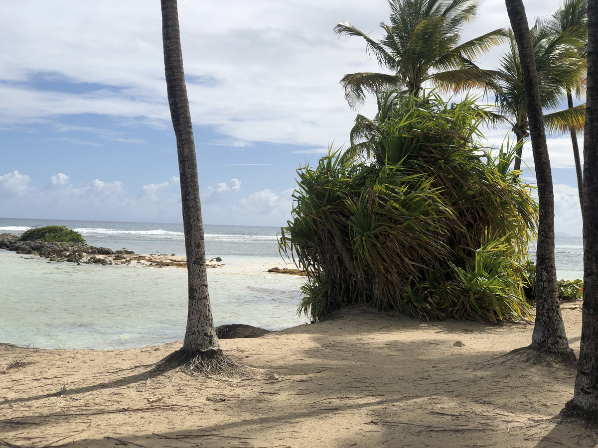 Picture Guadeloupe La Caravelle Beach 2021-02 117 - Rooms La Caravelle Beach