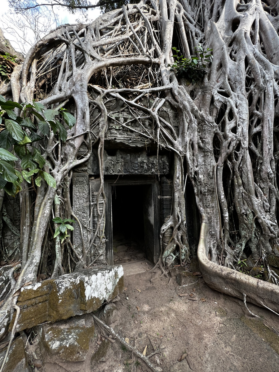 Picture Cambodia Siem Reap Ta Prohm 2023-01 29 - Hotel Ta Prohm