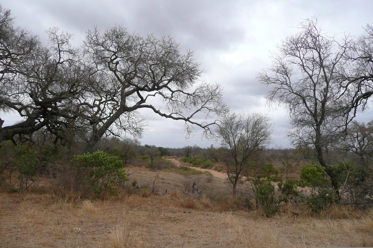 Picture South Africa Kruger National Park 2008-09 172 - Street Kruger National Park