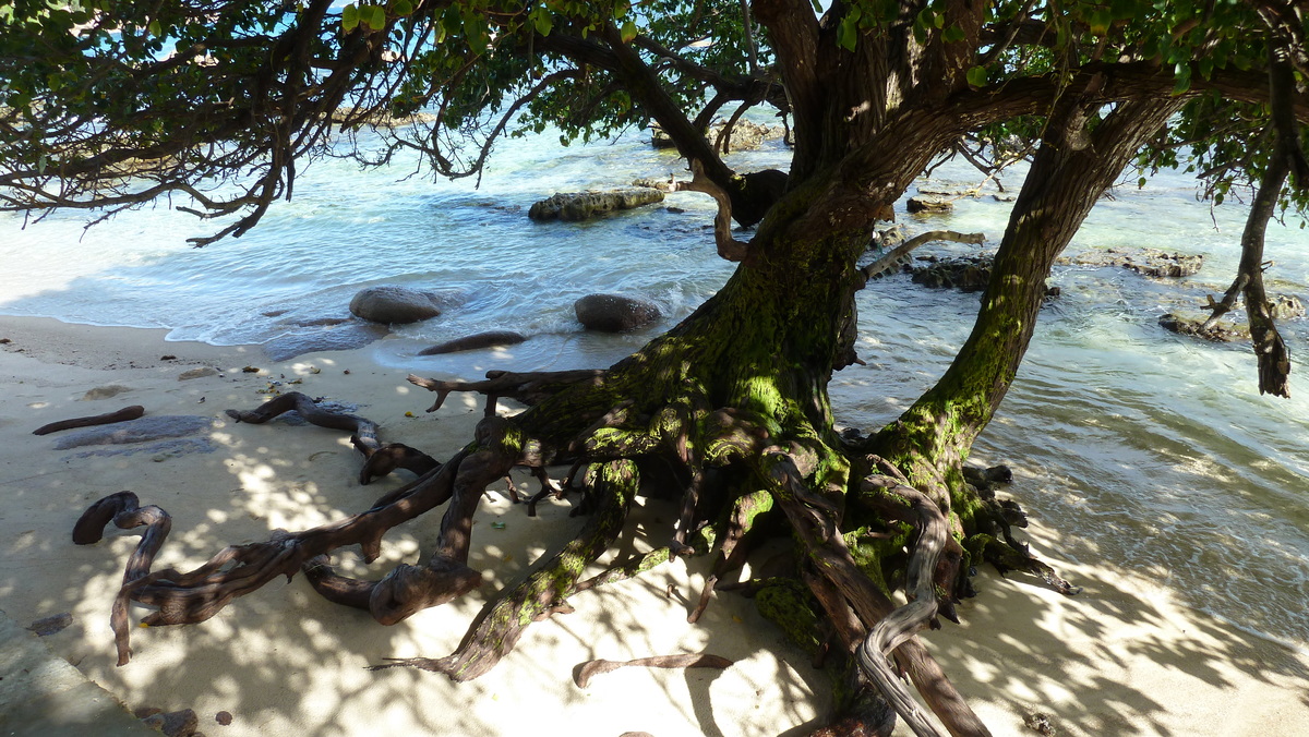 Picture Seychelles Praslin 2011-10 216 - Waterfalls Praslin