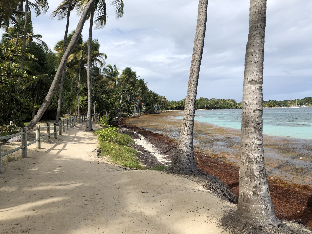 Picture Guadeloupe La Caravelle Beach 2021-02 159 - Sauna La Caravelle Beach