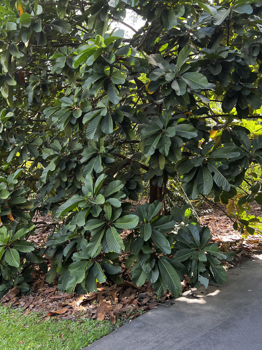 Picture Singapore Singapore Botanic Gardens 2023-01 46 - Sauna Singapore Botanic Gardens