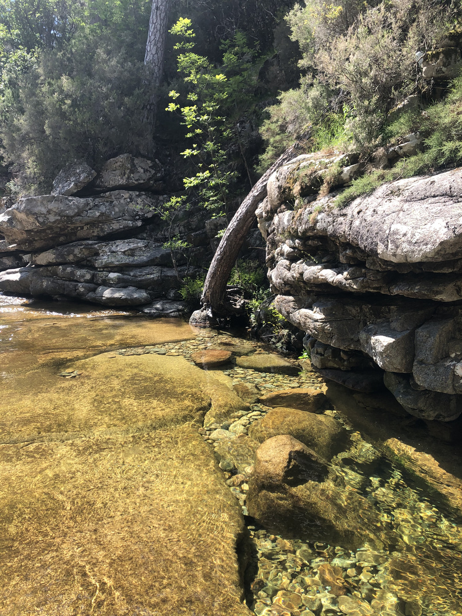 Picture France Corsica Aitone Forest 2021-06 54 - To see Aitone Forest