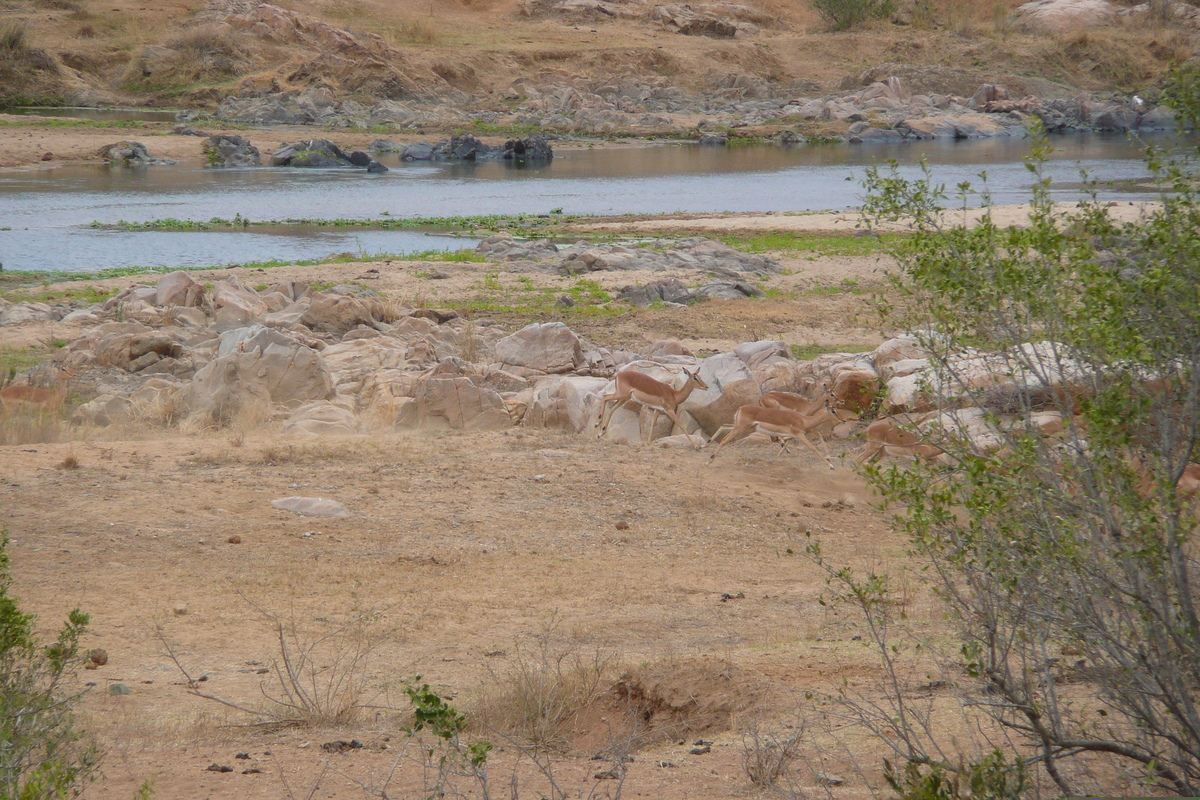 Picture South Africa Kruger National Park Crocodile River 2008-09 34 - Rooms Crocodile River