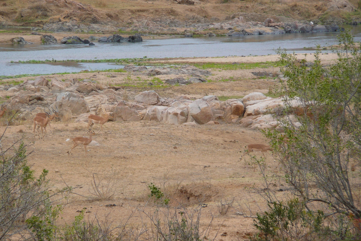 Picture South Africa Kruger National Park Crocodile River 2008-09 36 - SPA Crocodile River