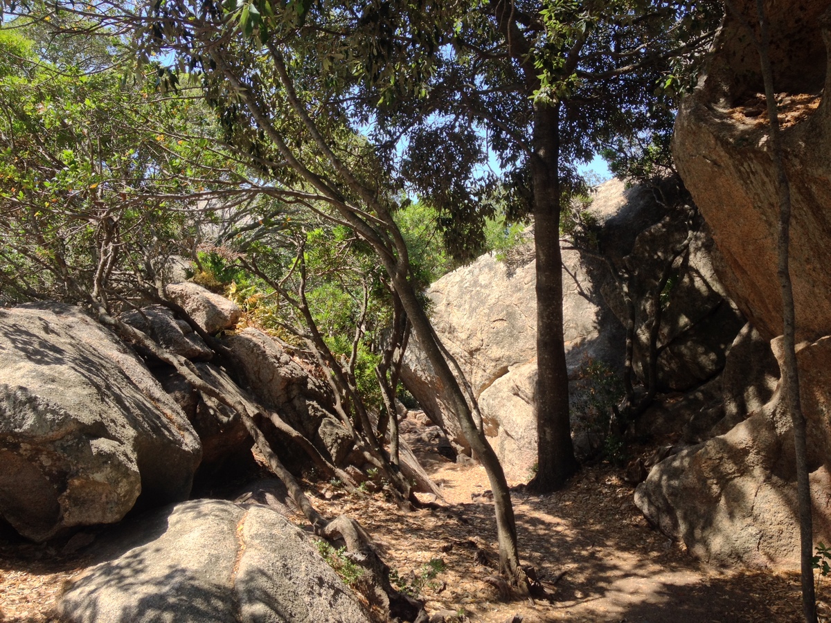 Picture Italy Sardinia Roccia dell'Orso 2015-06 36 - Rain Season Roccia dell'Orso