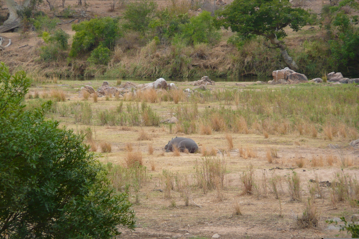 Picture South Africa Kruger National Park Crocodile River 2008-09 75 - Hotels Crocodile River