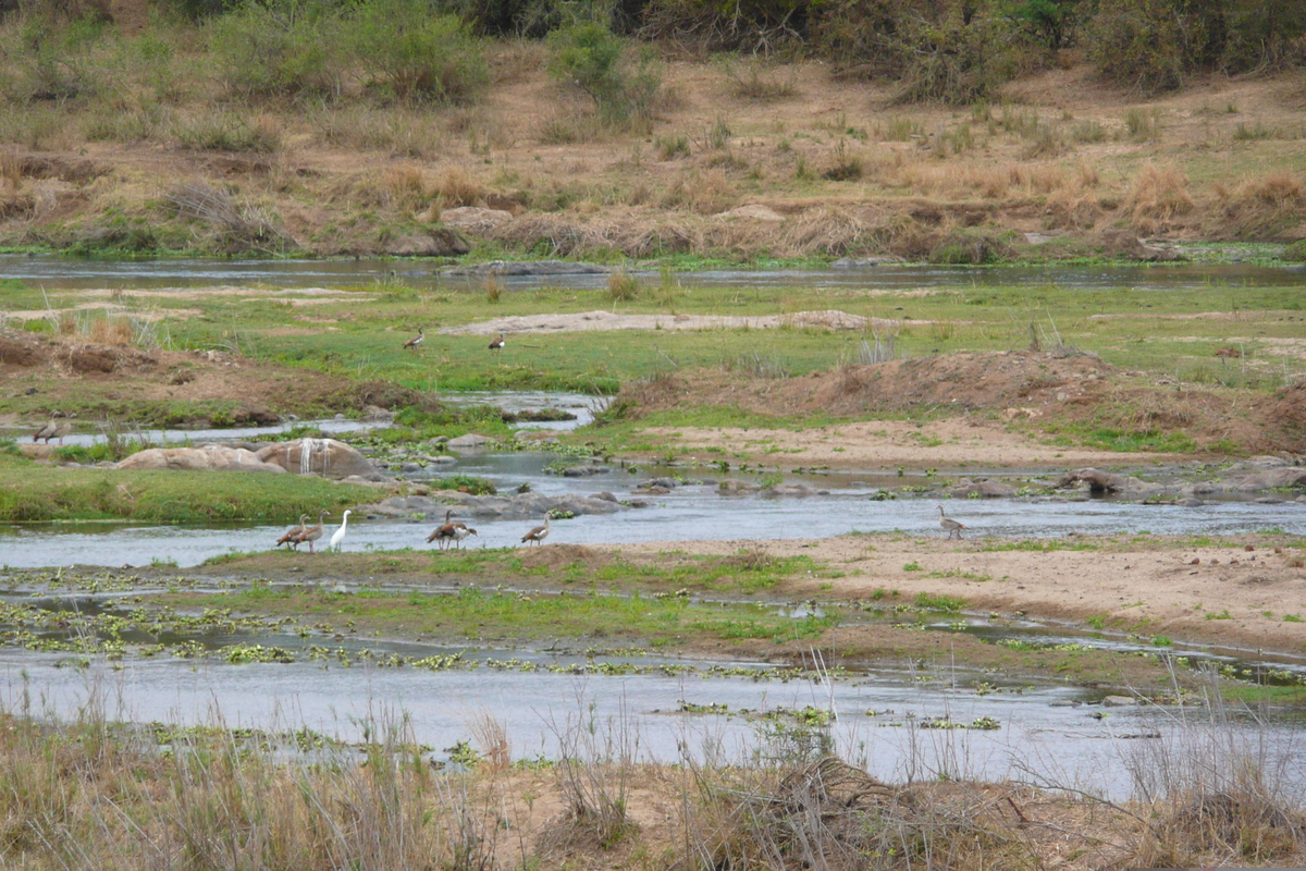 Picture South Africa Kruger National Park Crocodile River 2008-09 59 - Rentals Crocodile River