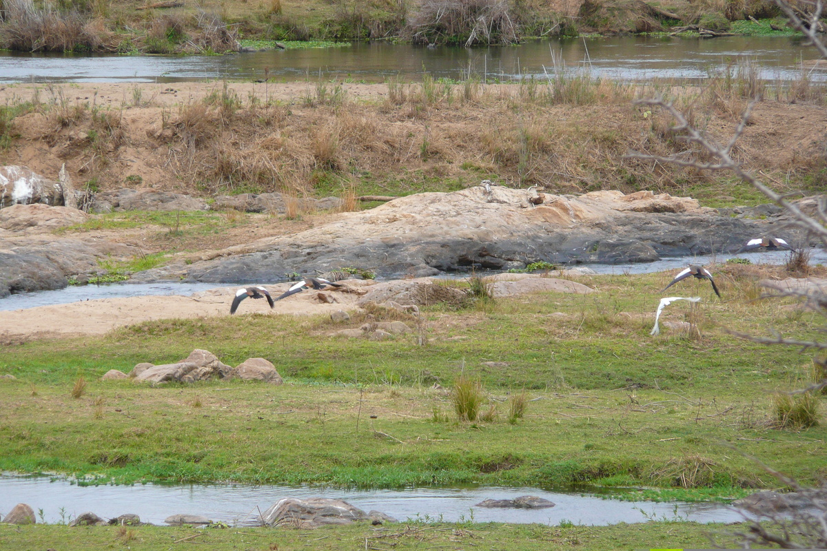 Picture South Africa Kruger National Park Crocodile River 2008-09 19 - City View Crocodile River