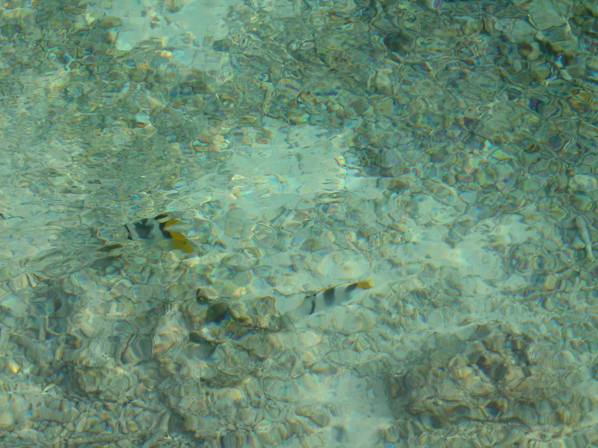 Picture Polynesia Meridien Bora Bora Hotel 2006-04 30 - Night Meridien Bora Bora Hotel