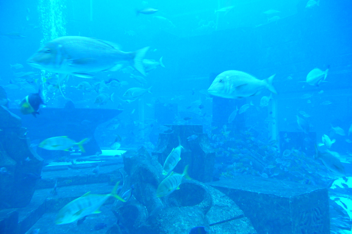 Picture United Arab Emirates Dubai Dubai Aquaventure 2009-01 76 - Hotel Pools Dubai Aquaventure