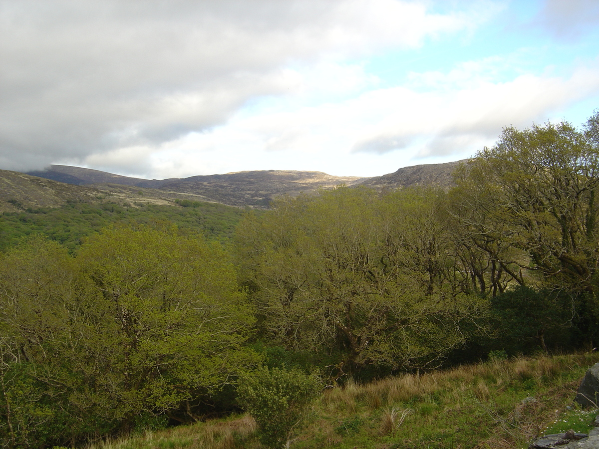 Picture Ireland Kerry Killarney National Park 2004-05 48 - City View Killarney National Park