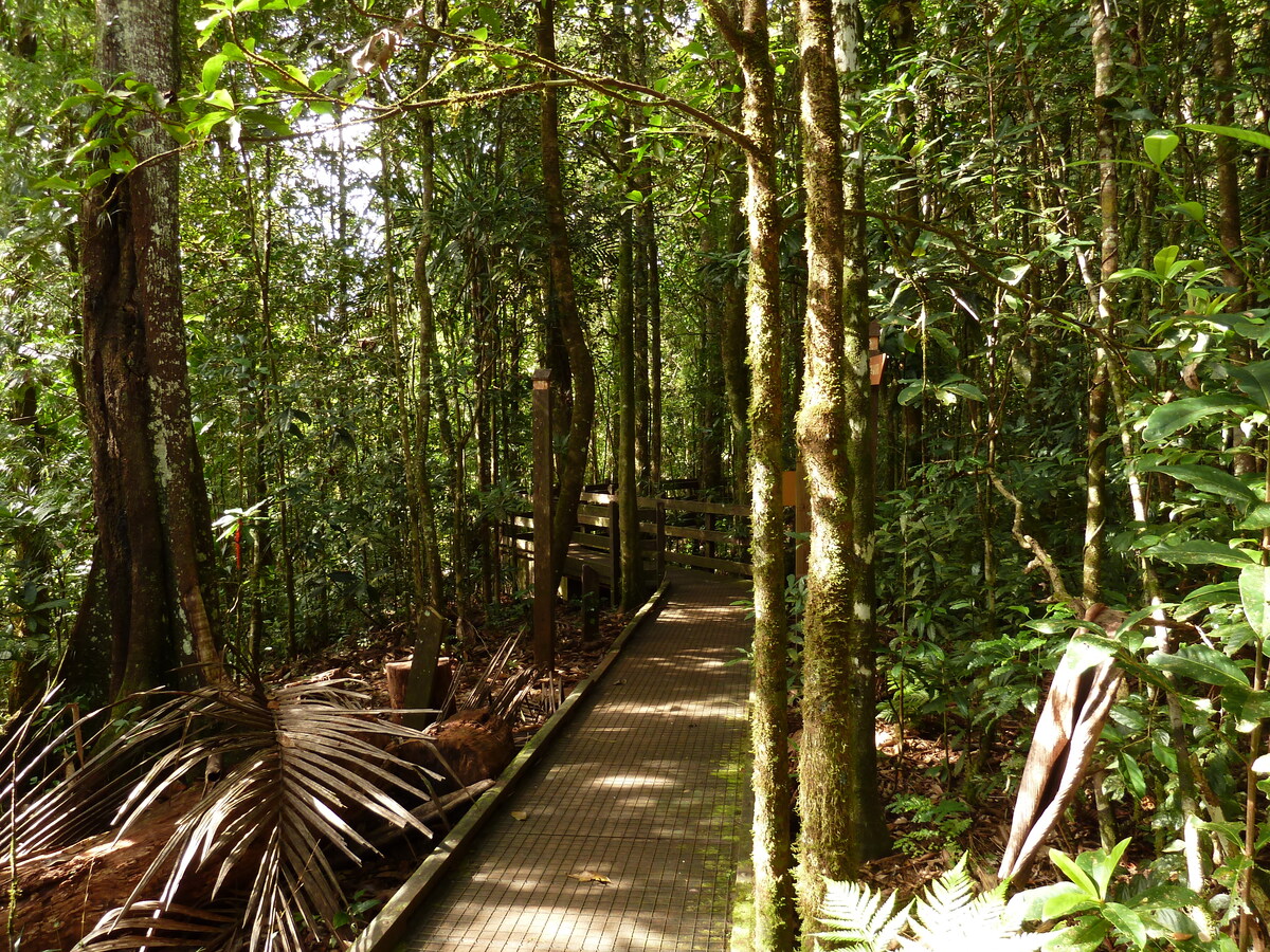 Picture New Caledonia Parc de la Riviere Bleue Le Grand Kaori 2010-05 52 - Rentals Le Grand Kaori