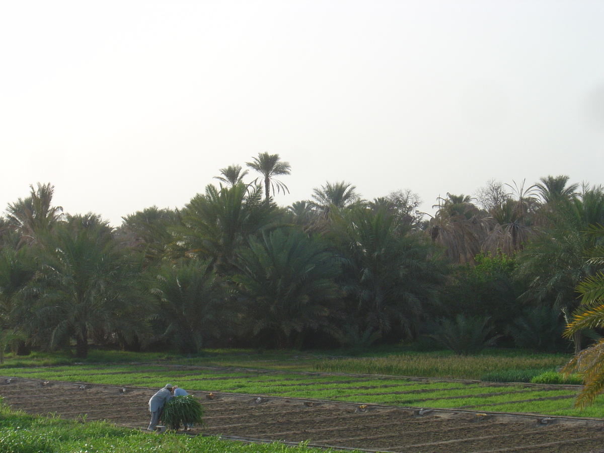 Picture Sultanate of Oman Mahada 2005-03 1 - Lands Mahada