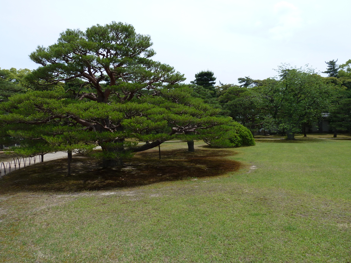 Picture Japan Kyoto Nijo Castle 2010-06 64 - Rain Season Nijo Castle