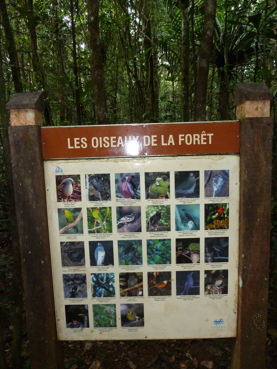 Picture New Caledonia Parc de la Riviere Bleue Le Grand Kaori 2010-05 26 - Waterfalls Le Grand Kaori