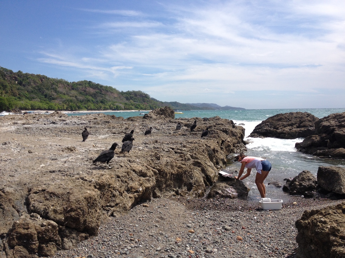 Picture Costa Rica Montezuma 2015-03 447 - Resorts Montezuma