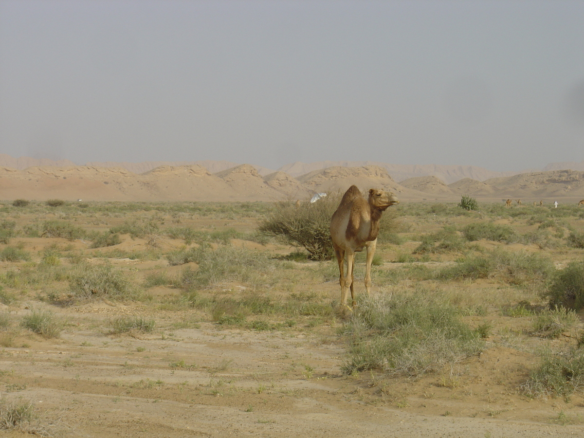 Picture Sultanate of Oman Buraimi to Mahada road 2005-03 40 - Transport Buraimi to Mahada road