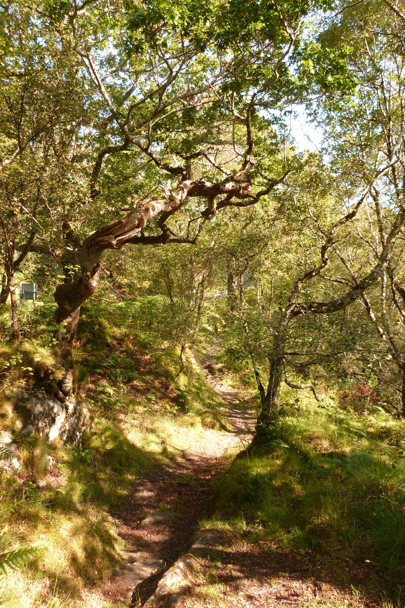 Picture United Kingdom Scotland Salen 2011-07 29 - Hot Season Salen