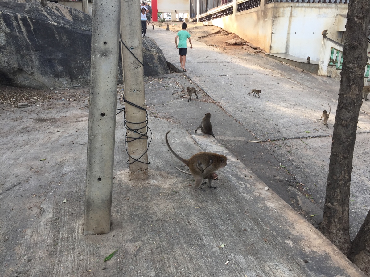 Picture Thailand Hua hin 2016-01 11 - Lakes Hua hin