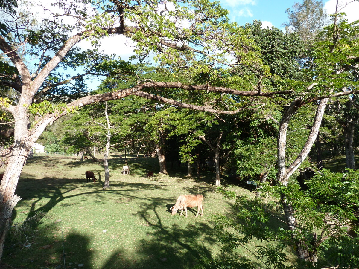 Picture New Caledonia Canala to La Foa road 2010-05 7 - Spring Canala to La Foa road